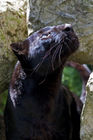 Black panther (Panthera pardus)