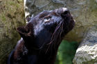 Black panther (Panthera pardus)