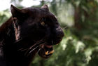 Black panther (Panthera pardus)