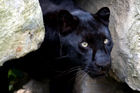 Black panther (Panthera pardus)