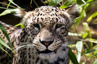 Persian leopard (Panthera pardus saxicolor)