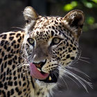 Persian leopard (Panthera pardus saxicolor)