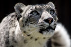 Snow leopard (Panthera uncia)