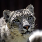 Snow leopard (Panthera uncia)