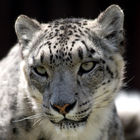 Snow leopard (Panthera uncia)