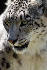 Snow leopard (Panthera uncia)
