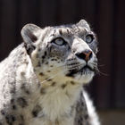 Snow leopard (Panthera uncia)
