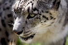 Snow leopard (Panthera uncia)