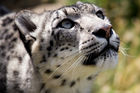 Snow leopard (Panthera uncia)