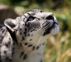 Snow leopard (Panthera uncia)