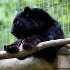 Black panther (Panthera pardus)