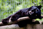 Black panther (Panthera pardus)