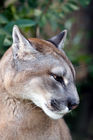 Puma (Felis concolor)