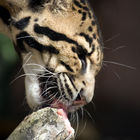 Clouded leopard (Neofelis nebulosa)