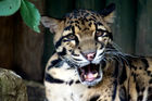Clouded leopard (Neofelis nebulosa)