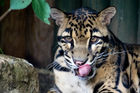 Clouded leopard (Neofelis nebulosa)