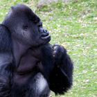 Western Lowland Gorilla (female)