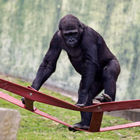 Western Lowland Gorilla (female)