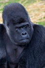 Western Lowland Gorilla (female)