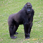 Western Lowland Gorilla (female)