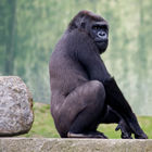 Western Lowland Gorilla (female)