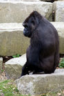 Western Lowland Gorilla (female)