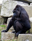Western Lowland Gorilla (female)