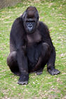 Western Lowland Gorilla (female)