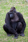 Western Lowland Gorilla (female)